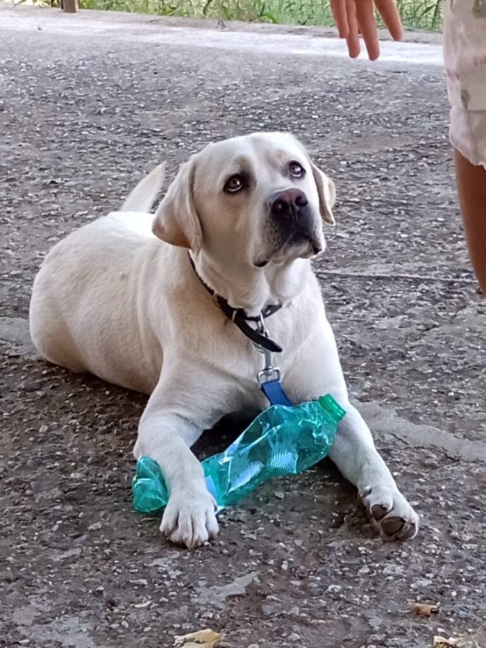 Dodo - Maschio - Nato a Luglio 2021 - Labrador - Taglia: Medio-Grande - Peso: 30 kg - media 8