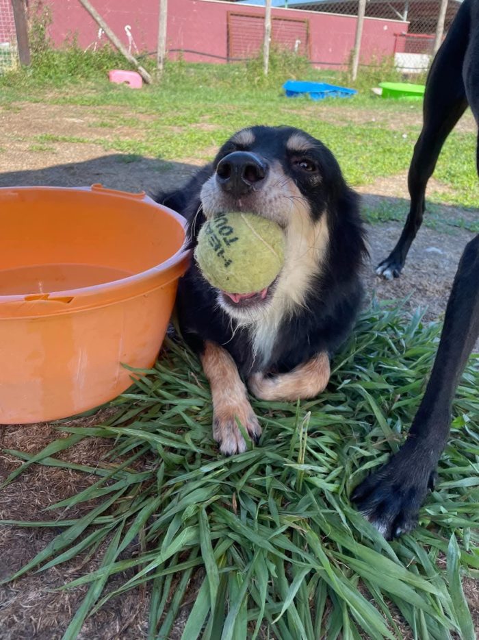 Cumino, un cane speciale che nessuno ha mai scelto