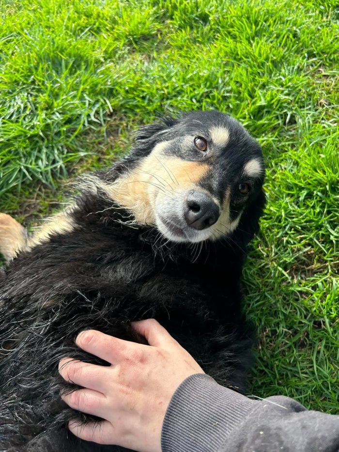 Cumino, un cane speciale che nessuno ha mai scelto - media 4