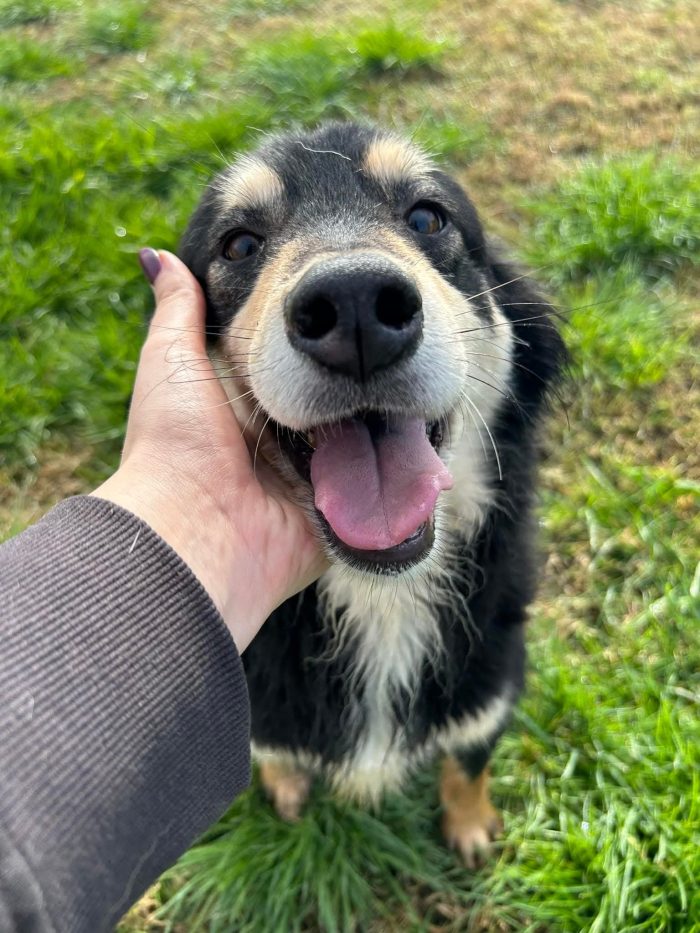 Cumino, un cane speciale che nessuno ha mai scelto