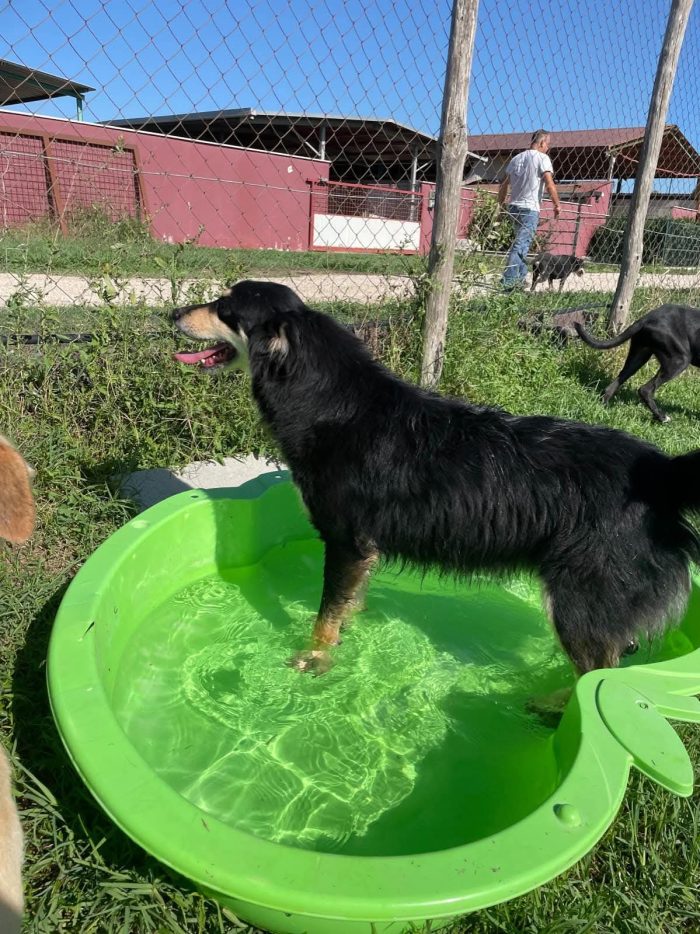 Cumino, un cane speciale che nessuno ha mai scelto - media 7