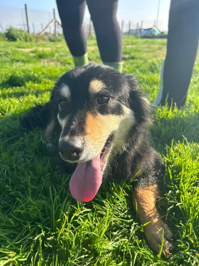 Cumino, un cane speciale che nessuno ha mai scelto - media 8