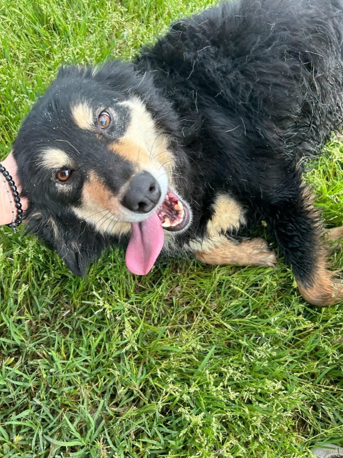 Cumino, un cane speciale che nessuno ha mai scelto - media 5