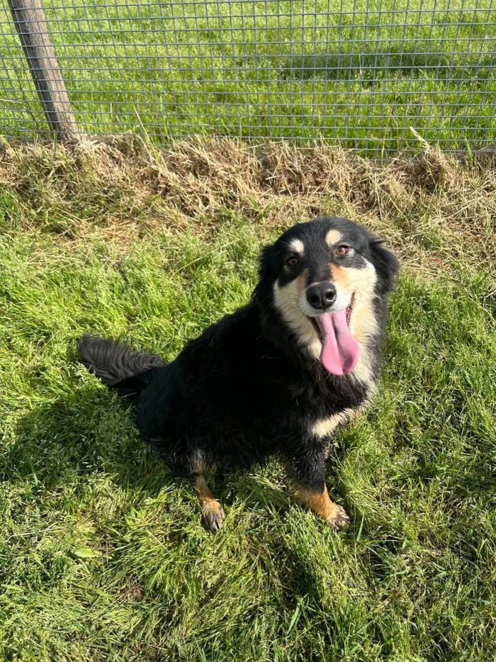 Cumino, un cane speciale che nessuno ha mai scelto - media 6