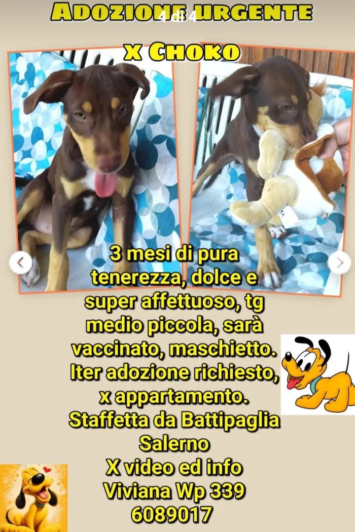 URGENTE 3mesi tg medio piccola futura splendido sos casa.SALERNO - media 4