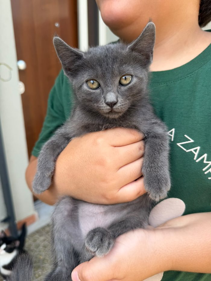 LEIA - gattina certosina di 2 mesi