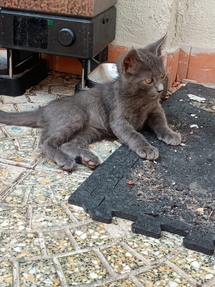 LEIA - gattina certosina di 2 mesi
