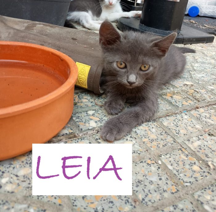 LEIA - gattina certosina di 2 mesi