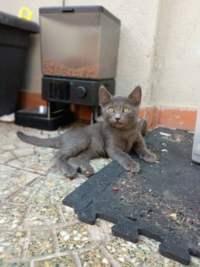LEIA - gattina certosina di 2 mesi - media 4