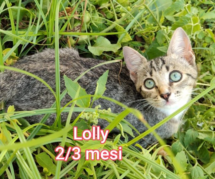 Stupendi gattini da salvare
