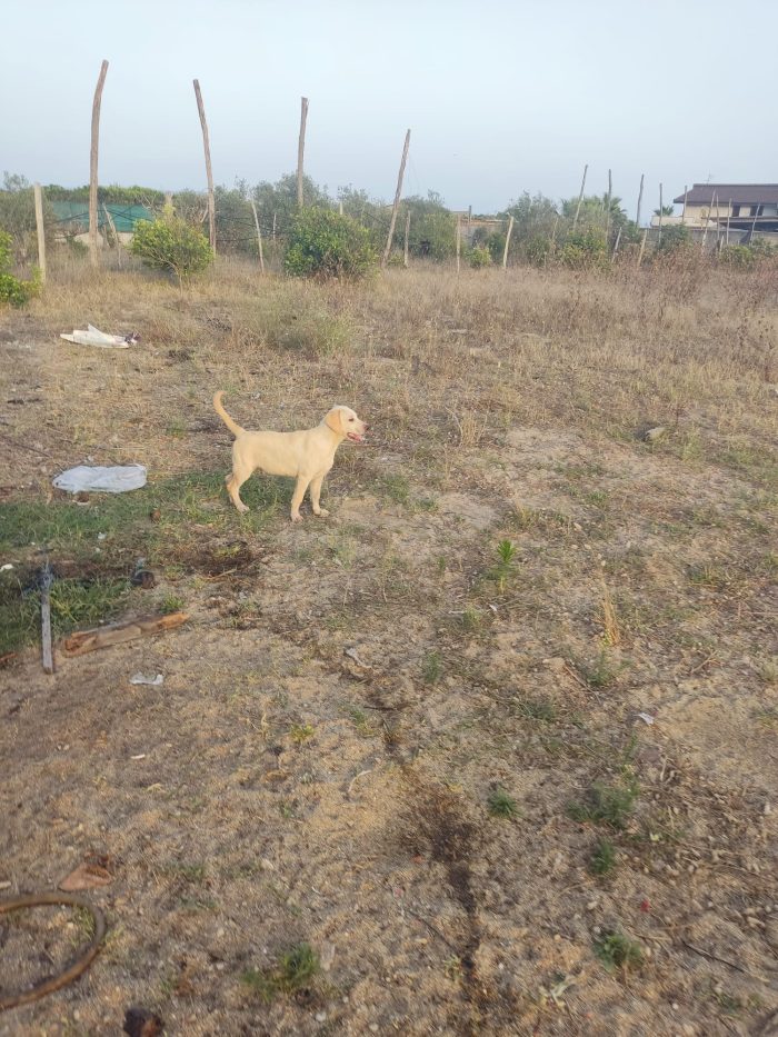 Julian splendido cucciolo simil Labrador cerca casa