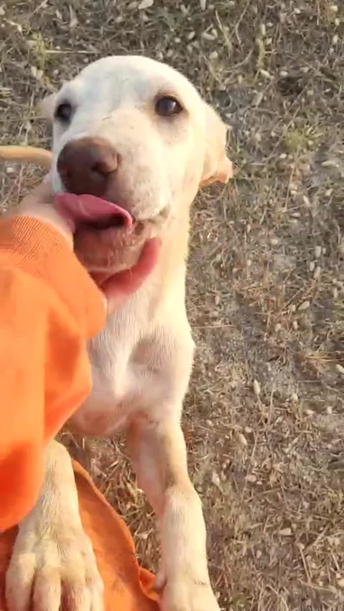 Julian splendido cucciolo simil Labrador cerca casa - media 5