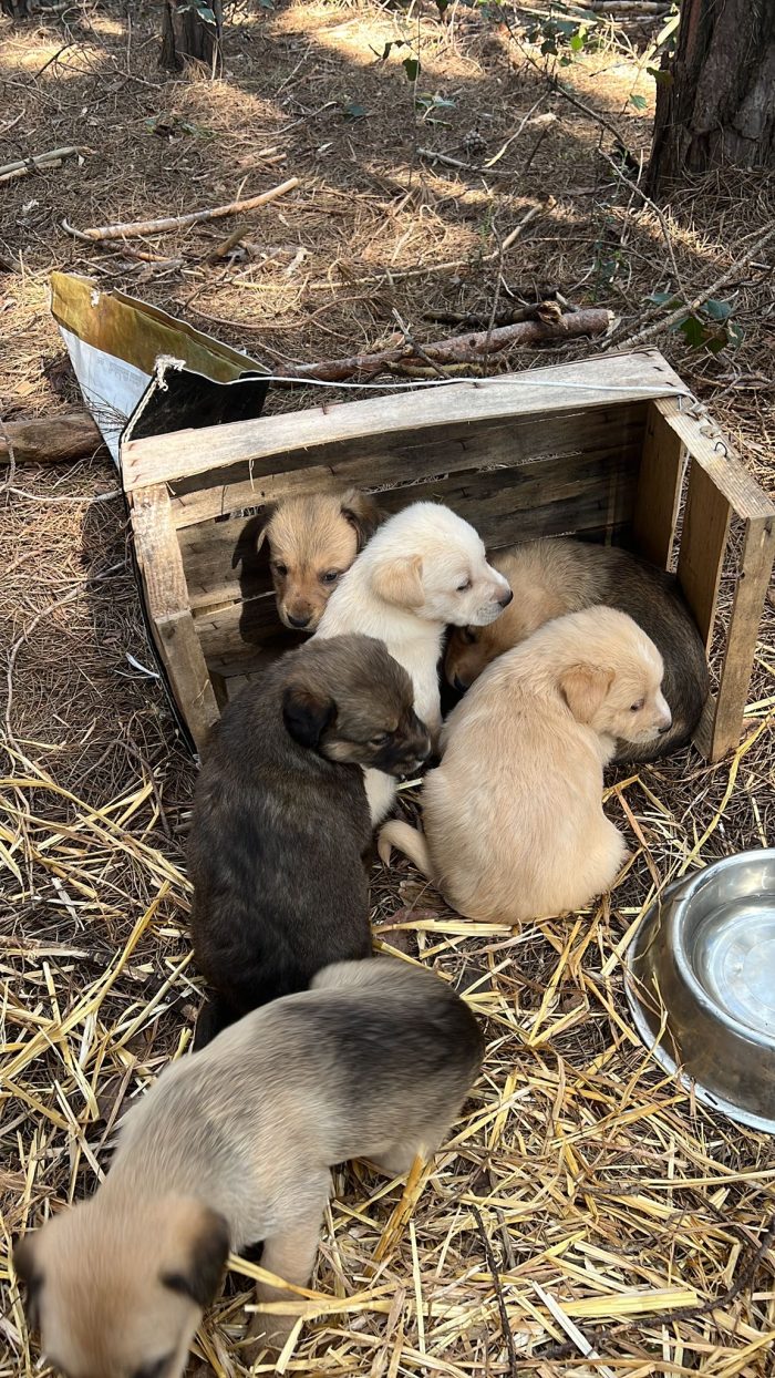 Julian splendido cucciolo simil Labrador cerca casa