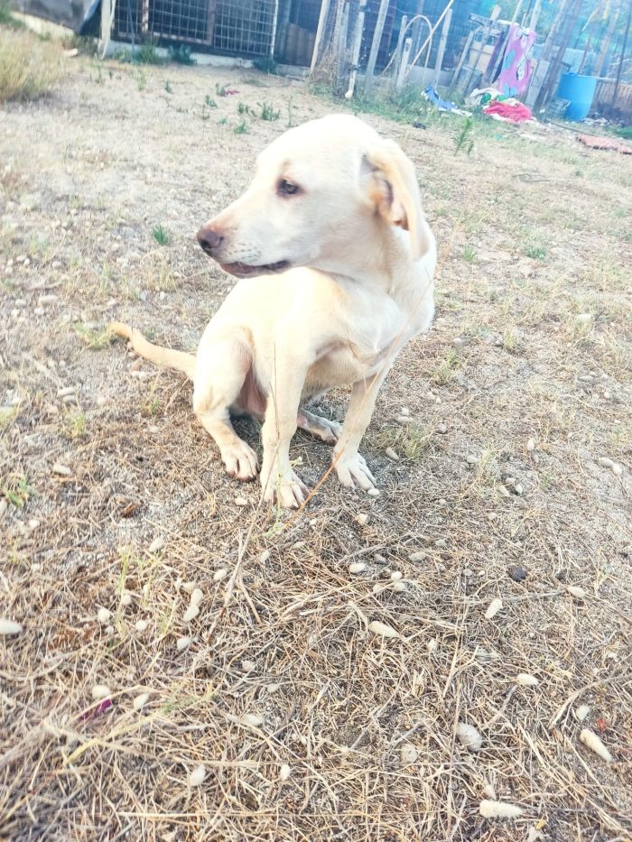 Julian splendido cucciolo simil Labrador cerca casa