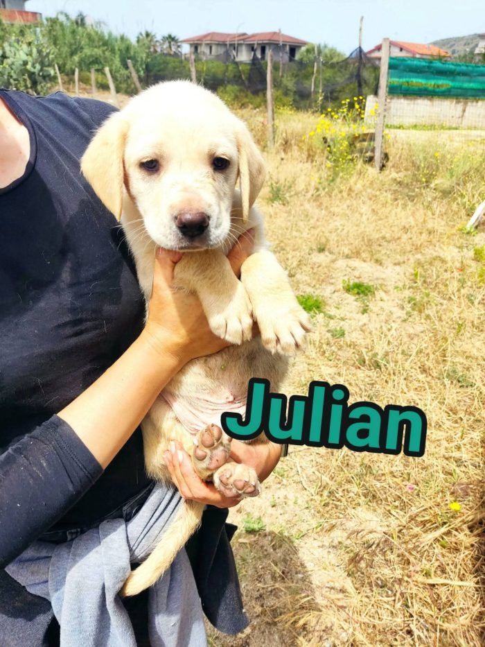 Julian splendido cucciolo simil Labrador cerca casa - media 4