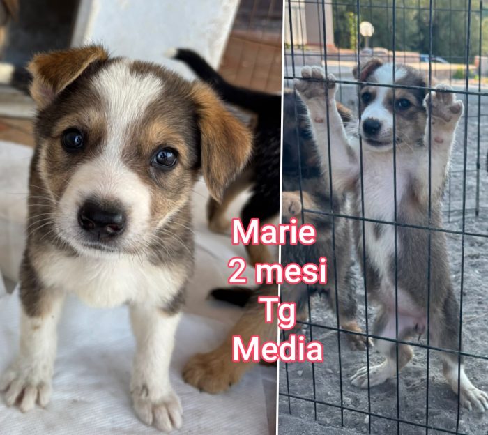 Troppi cuccioli di 2 e 3 mesi - media 5