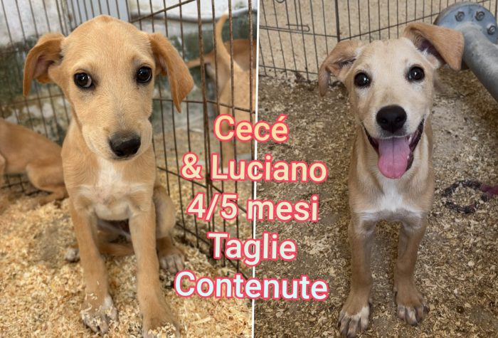 Scricciolini di tag. Contenuta