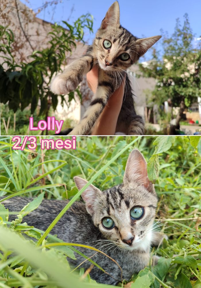 Tenerissimi gattini - media 4