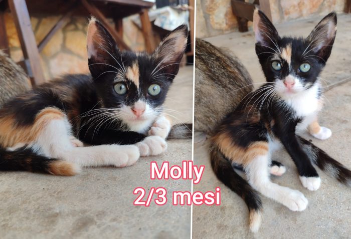 Tenerissimi gattini - media 5