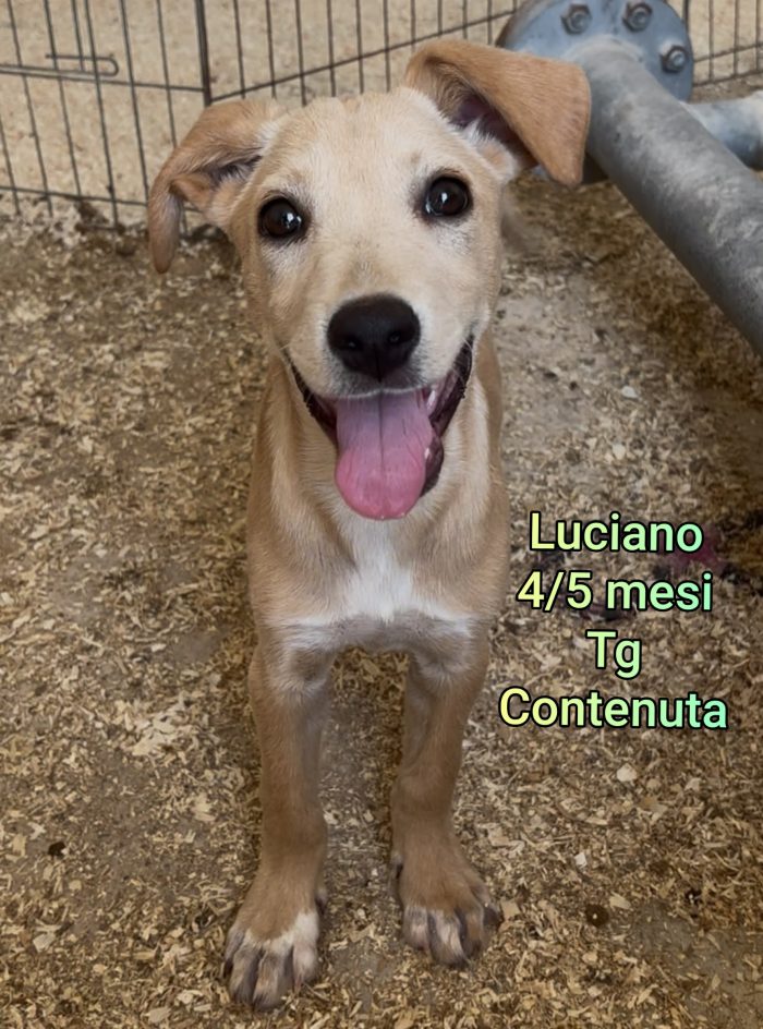 Adottate un cagnolino mediopiccolo - media 7