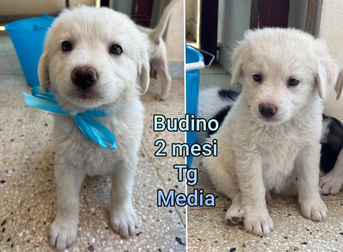 Salvate un cucciolo