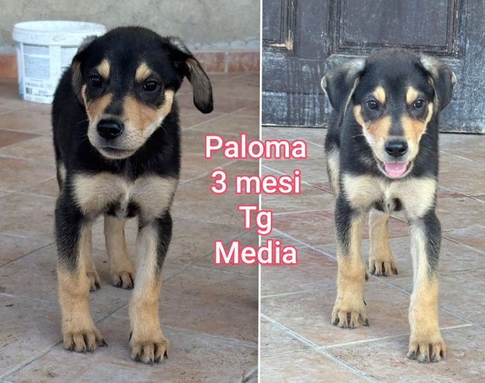 Salvate un cucciolo - media 5