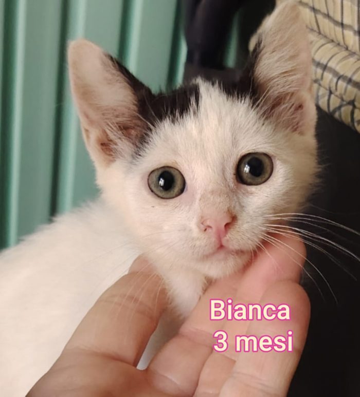 Gattini bisognosi, non hanno chiesto di nascere