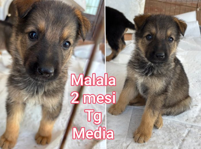 Cuccioli buttati a morire - media 7