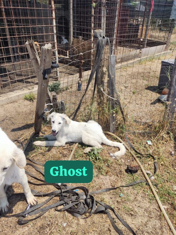 Ghost splendido dolce cucciolotto cerca casa