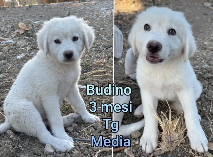 Sos. Cuccioli abbandonati