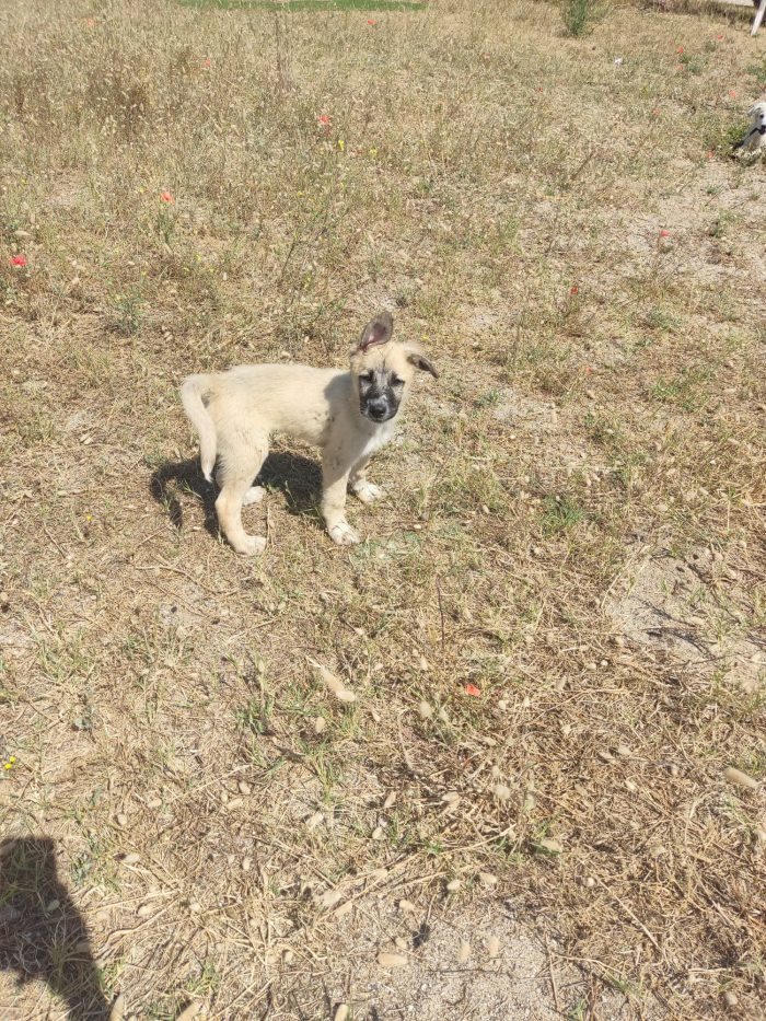 Hans splendido cucciolotto simil Pastore Belga