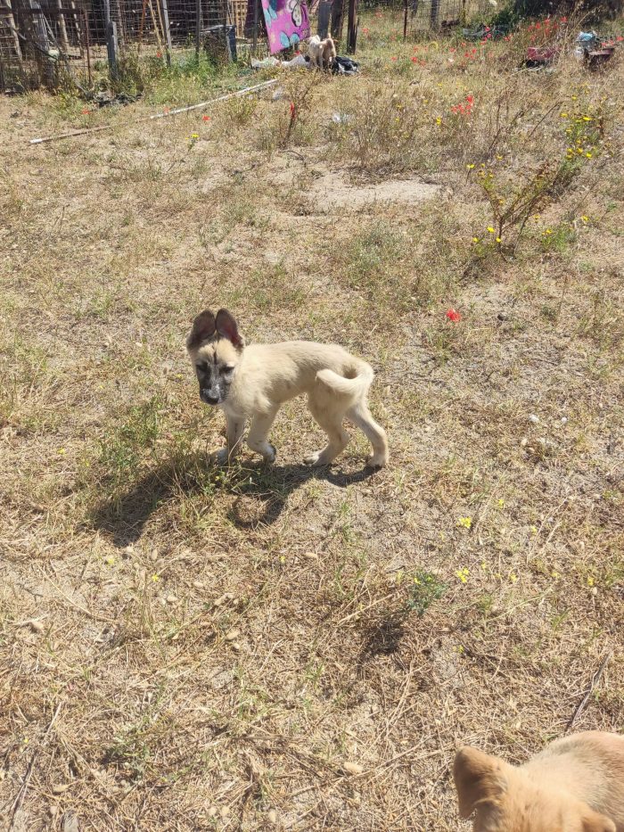 Hans splendido cucciolotto simil Pastore Belga