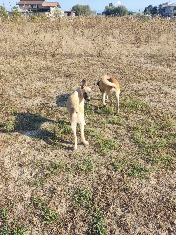 Hans splendido cucciolotto simil Pastore Belga - media 5