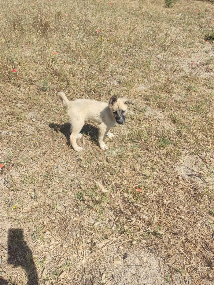 Hans splendido cucciolotto simil Pastore Belga - media 4