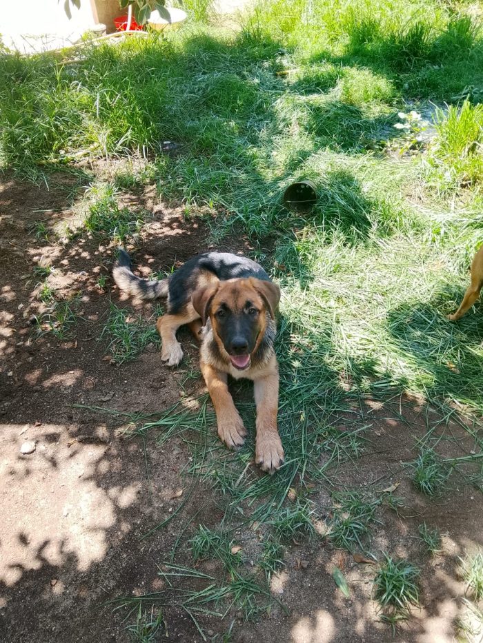 Saraby splendida cucciolotta simil pastore