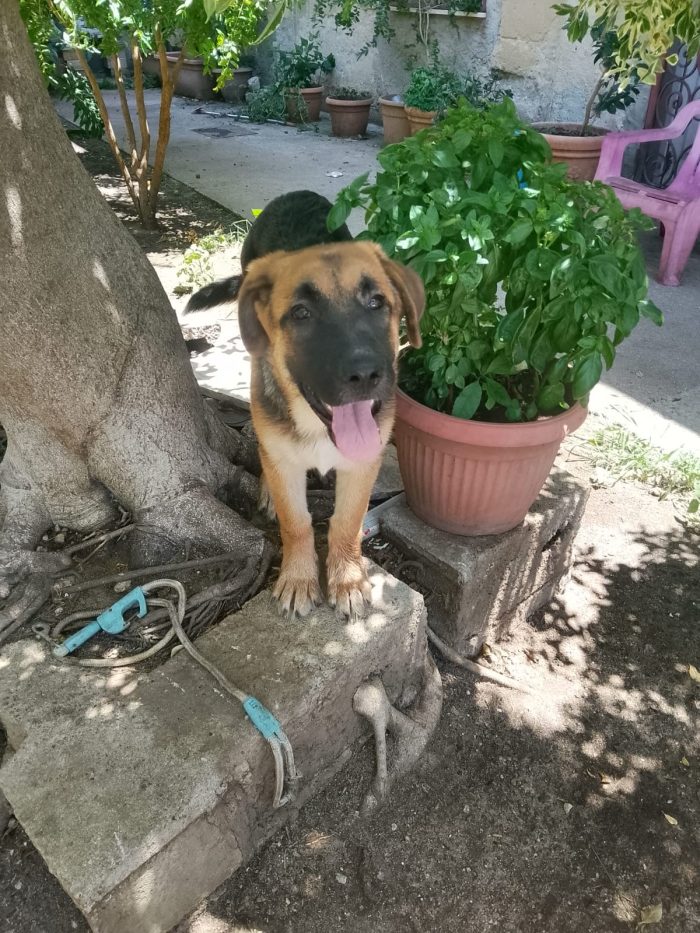 Saraby splendida cucciolotta simil pastore