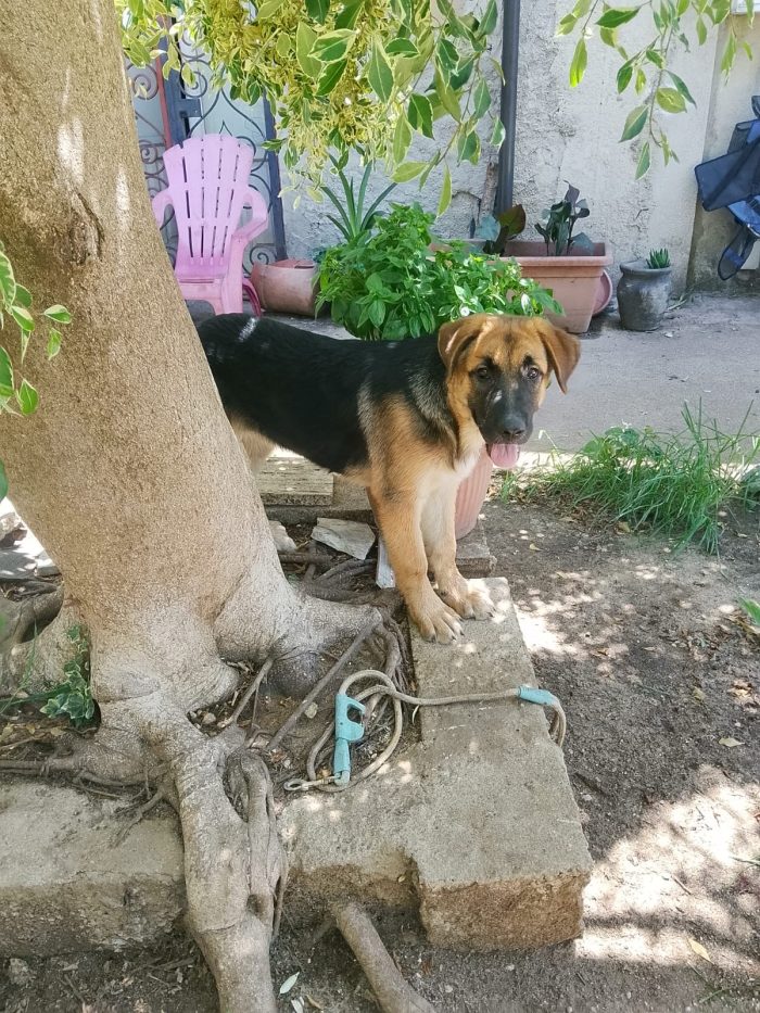 Saraby splendida cucciolotta simil pastore