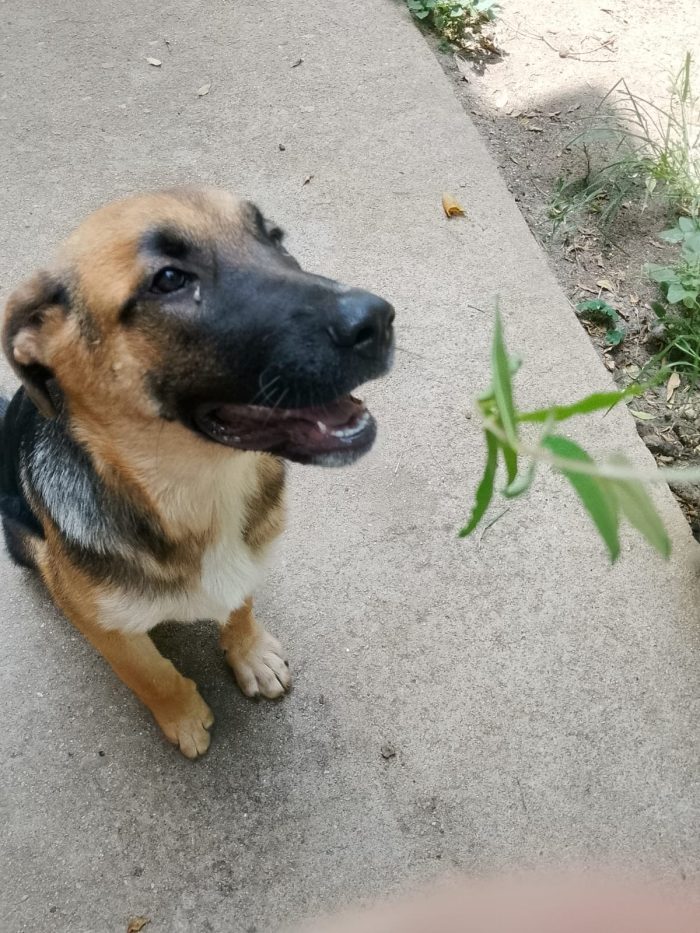 Saraby splendida cucciolotta simil pastore - media 5