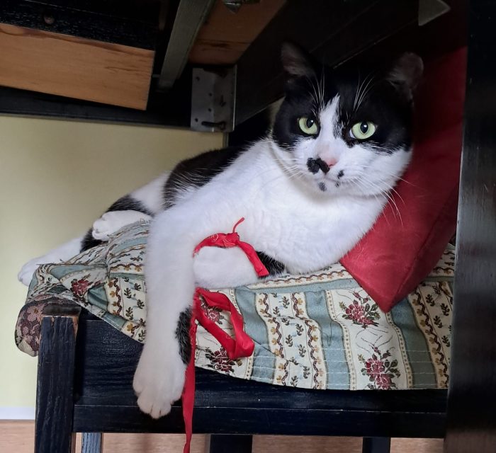 Jimmy, giocherellone tutte fusa e strusciatine!
