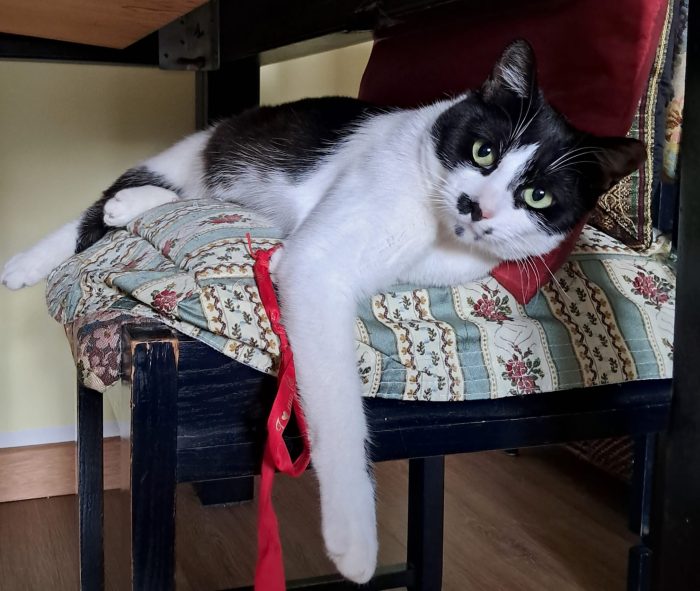 Jimmy, giocherellone tutte fusa e strusciatine!