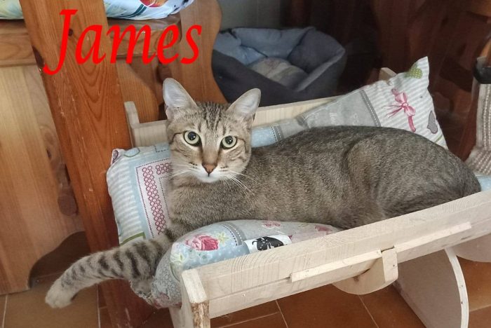 JAMES dolce micio in adozione!