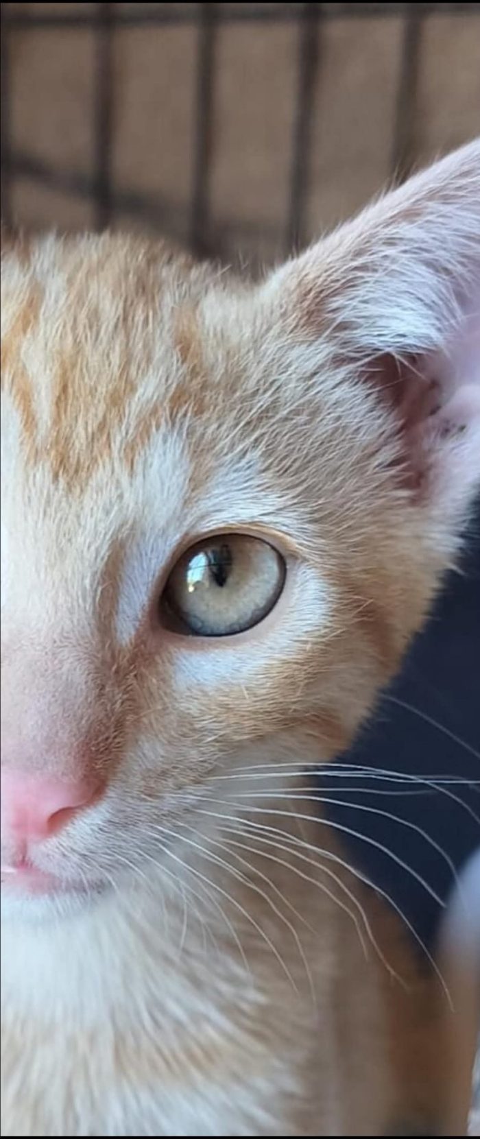 Dolce micino 3 mesi urgente adozione