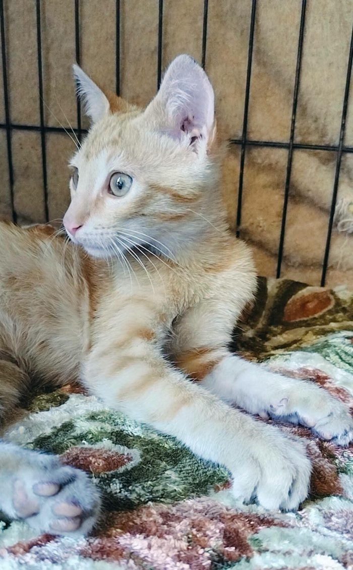 Dolce micino 3 mesi urgente adozione