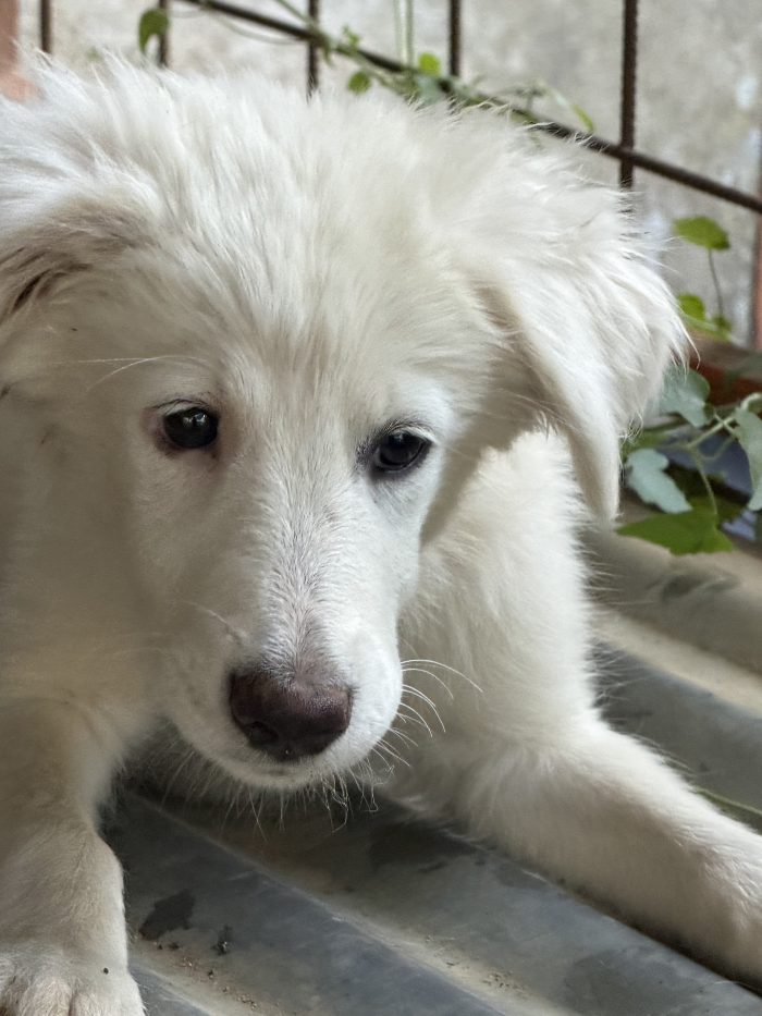 💖🐾 perla 🐾💖 dolcissima cucciola taglia media in adozione