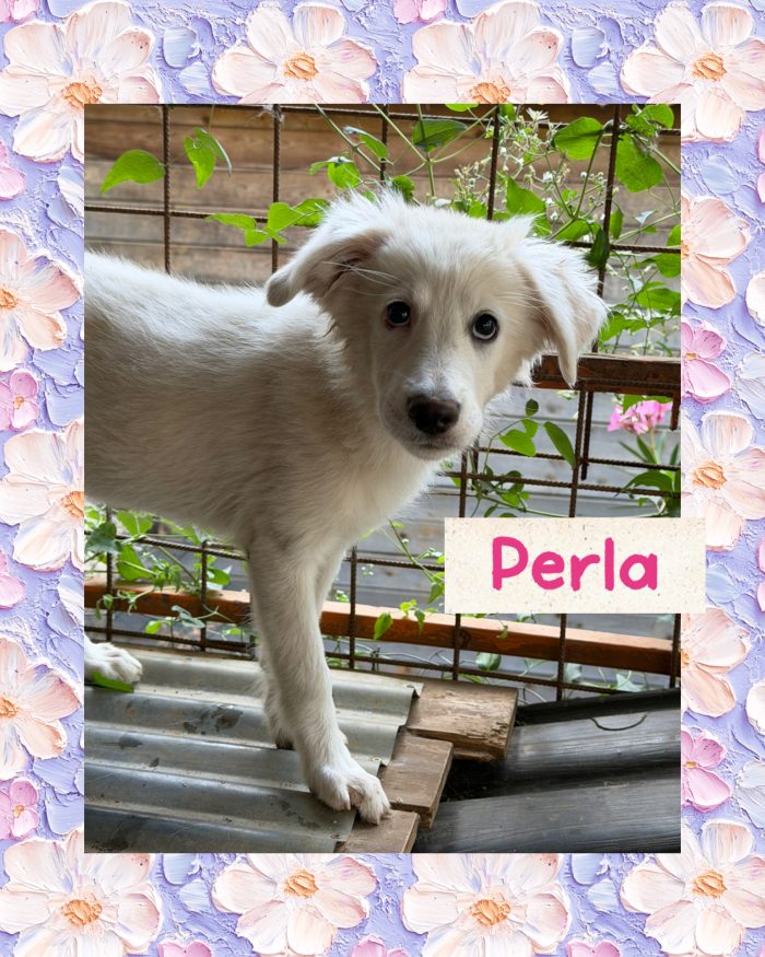 💖🐾 perla 🐾💖 dolcissima cucciola taglia media in adozione