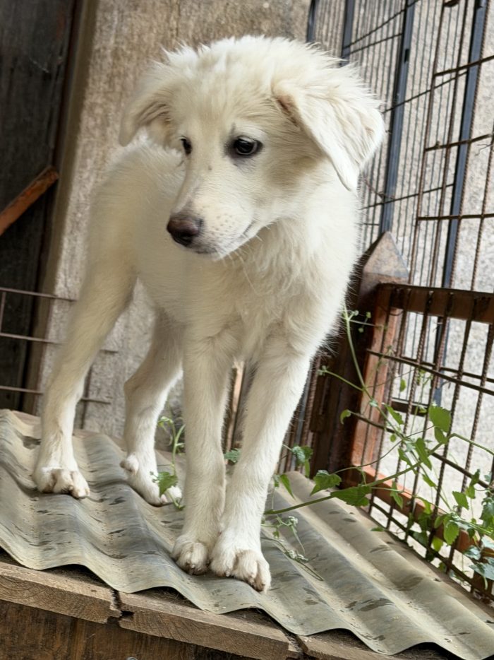 💖🐾 perla 🐾💖 dolcissima cucciola taglia media in adozione