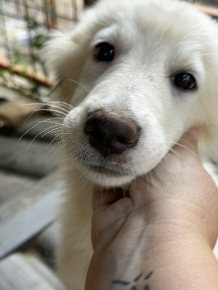 💖🐾 perla 🐾💖 dolcissima cucciola taglia media in adozione - media 5