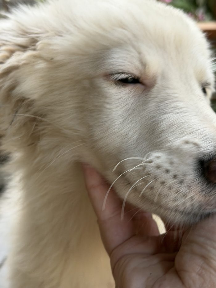💖🐾 perla 🐾💖 dolcissima cucciola taglia media in adozione - media 4