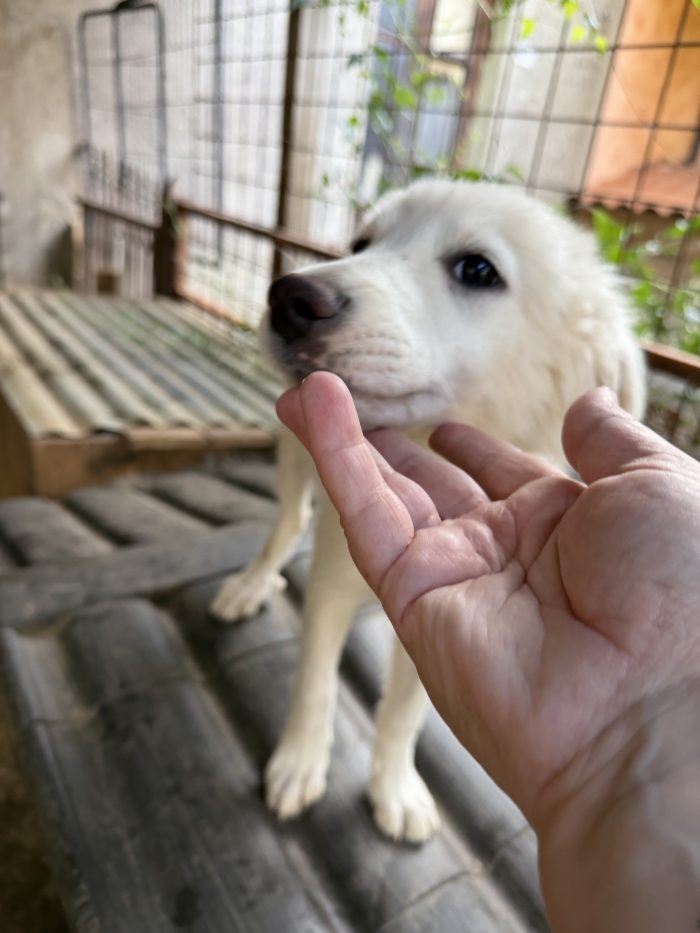 💖🐾 perla 🐾💖 dolcissima cucciola taglia media in adozione - media 6
