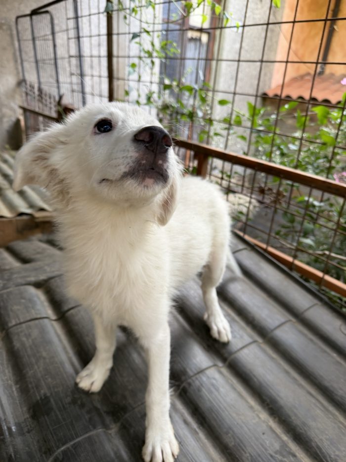 💖🐾 perla 🐾💖 dolcissima cucciola taglia media in adozione - media 7